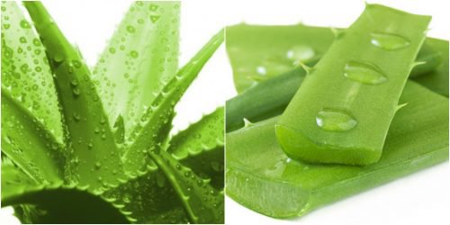 Cách trị gàu ướt bằng Lô Hội