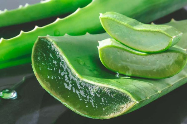 Nha đam (lô hội) giảm gàu cho bà bầu