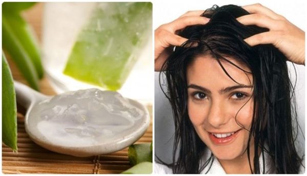 Cách trị gàu bằng nha đam cũng như dầu dừa