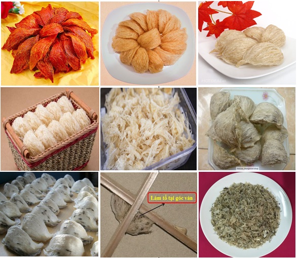 Có bao nhiêu loại tổ yến tất cả