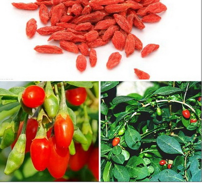 cây câu kỷ tử