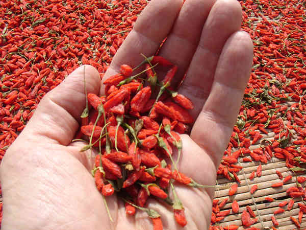 bài thuốc trị bệnh từ cây Câu Kỷ Tử