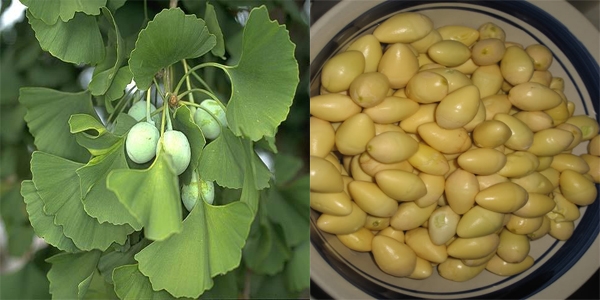 Bạch quả mua ở đâu TpHCM