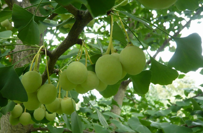 Bạch quả là gì