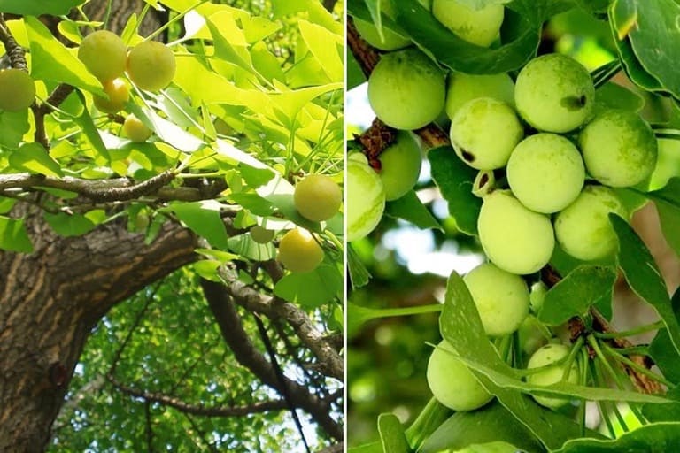 món ăn bổ dưỡng từ bạch quả