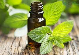 Mua tinh dầu hương nhu ở đâu tại TPHCM