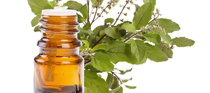 Tinh dầu hương nhu giúp mọc tóc