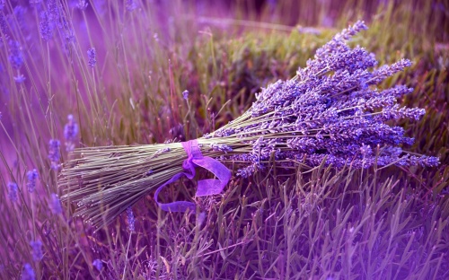 tinh dầu lavender