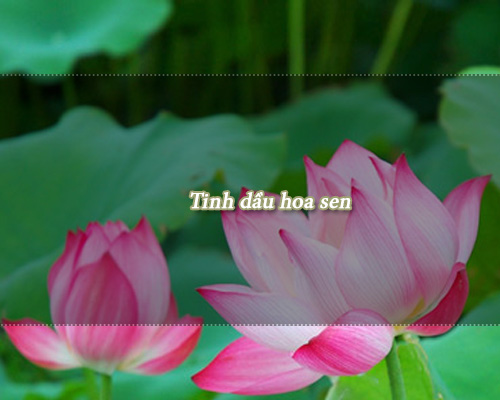 Tinh dầu hoa sen có tác dụng gì