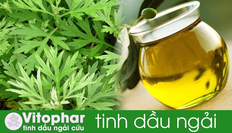 Cách sử dụng tinh dầu ngải cứu
