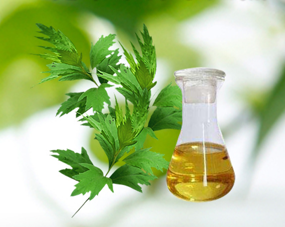 Mua tinh dầu ngải cứu ở đâu