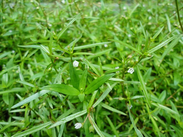 Thành phần xà thiệt thảo