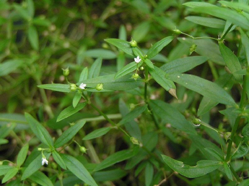 bạch hoa xà thiệt thảo