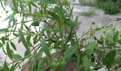 Bài thuốc chữa rắn cắn từ xà thiệt thảo