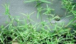 chữa trị ho do viêm phổi từ xà thiệt thảo