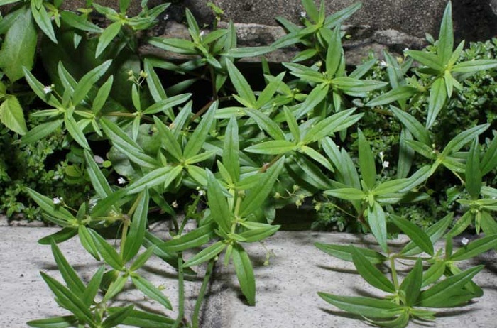Trị viêm ruột thừa từ xà thiệt thảo