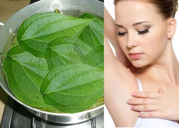 Dùng lá trầu không tẩy lông nách