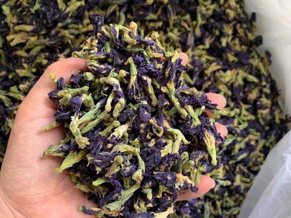 Mua hoa đậu biếc ở đâu TPHCM
