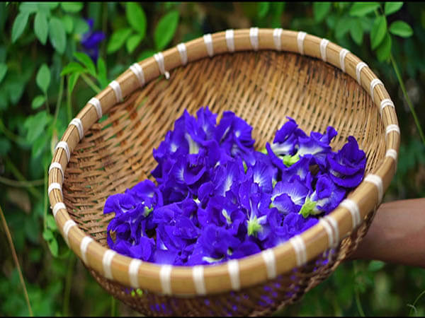 Hoa đậu biếc giúp hạn chế bị nhồi máu cơ tim