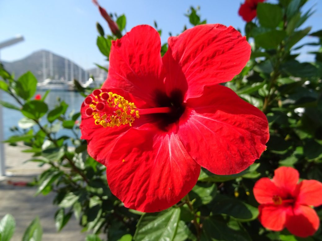Cách làm son handmade từ hoa dâm bụt