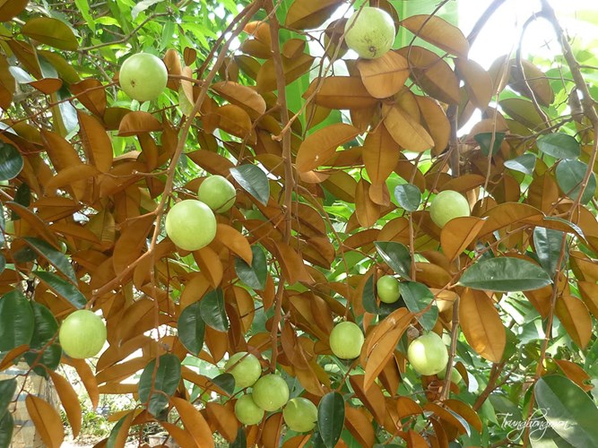 Cách chữa bệnh dạ dày bằng lá vú sữa