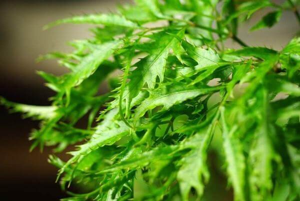 Cách tắm lá đinh lăng cho trẻ sơ sinh đúng cách