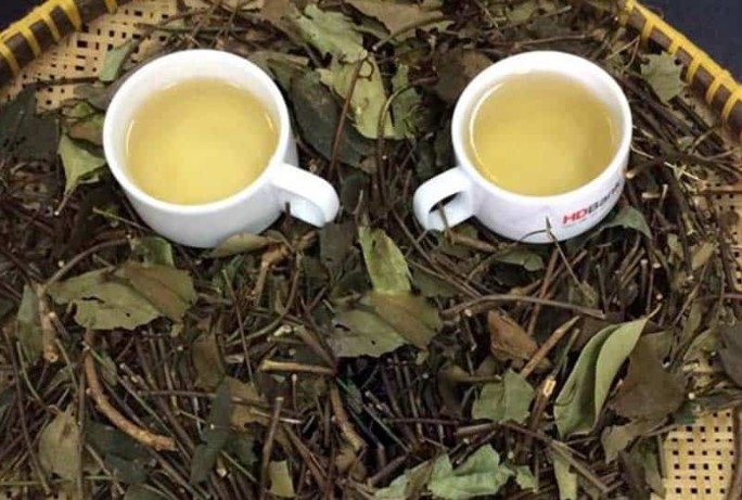 Phòng ung thư từ chè vằng