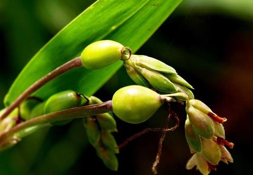 Cách dùng, liều dùng của ý dĩ