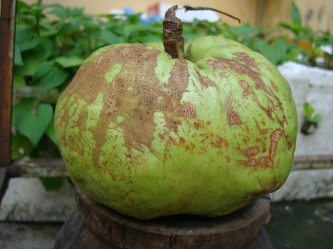 quả tai chua là gì