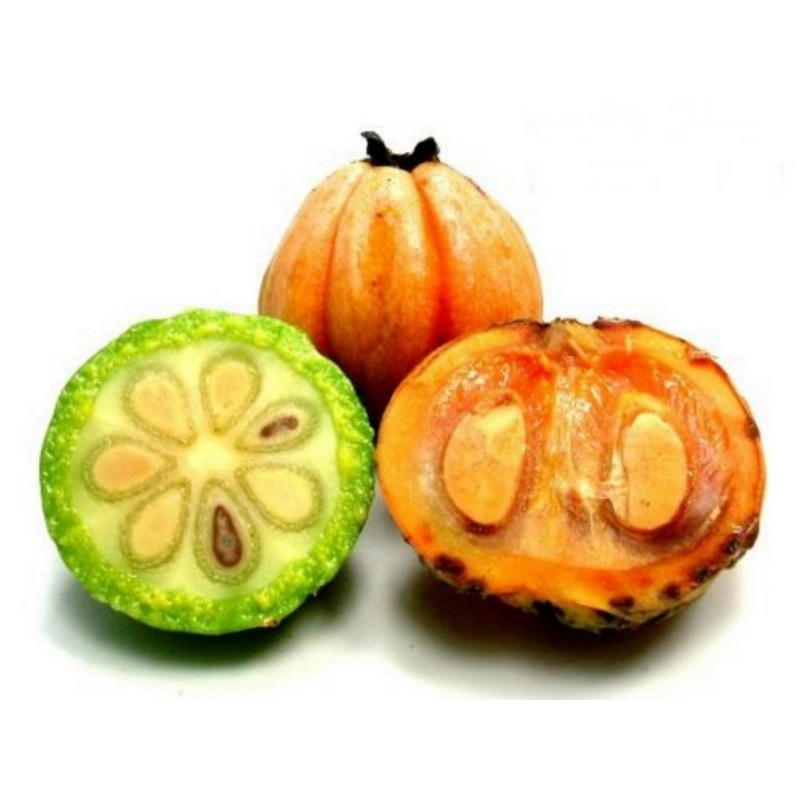 quả tai chua mọc ở đâu