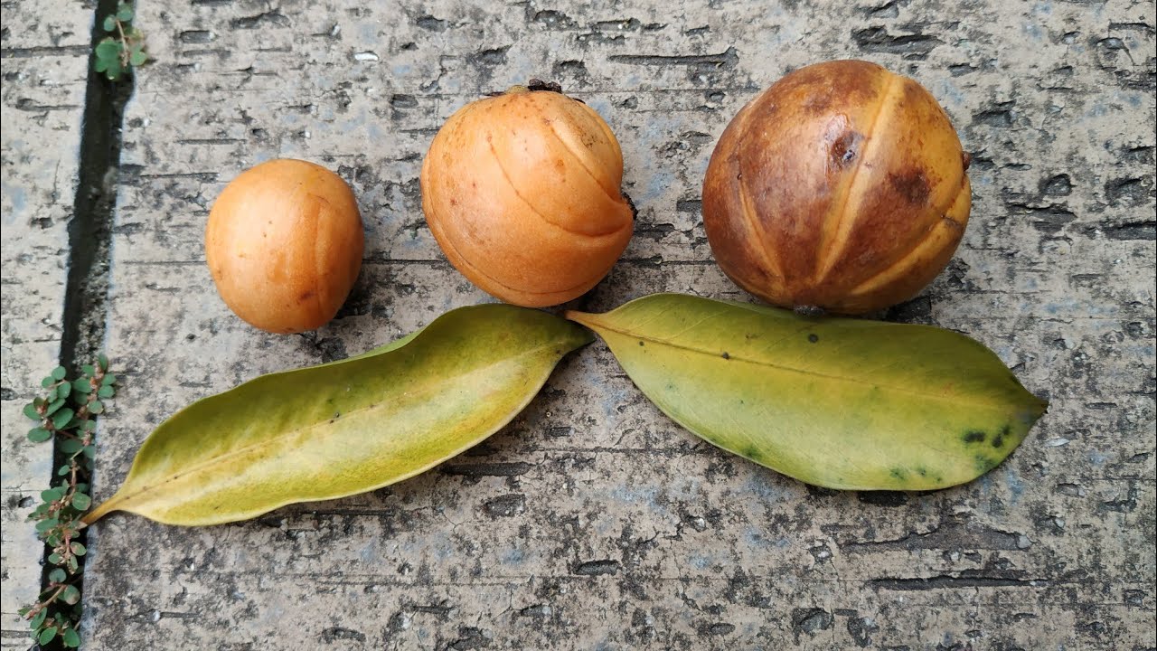 quả tai chua tăng năng lượng
