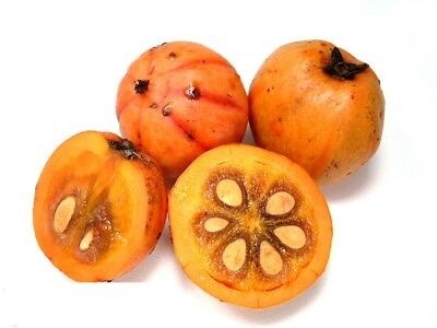 quả tai chua mua ở đâu