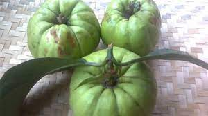 hình ảnh quả tai chua hái xuống