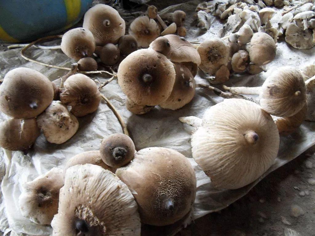 Hình dạng nấm mối
