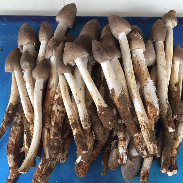 Thời Điểm thu hoạch nấm mối