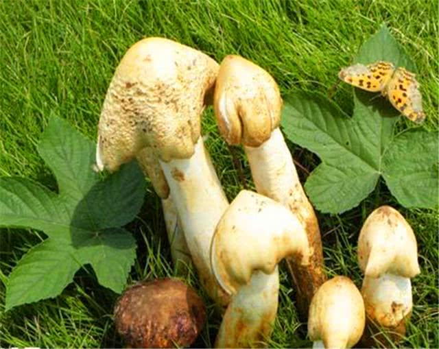 Tác dụng của nấm mối