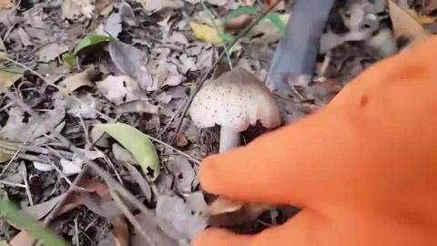 Nấm mối có giả không?