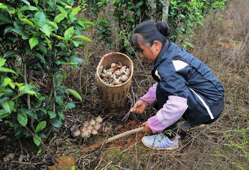 Bà bầu có nên ăn nấm không