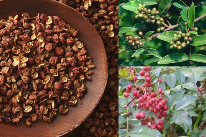 Phân bố của xuyên tiêu
