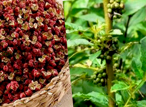 Những công dụng của xuyên tiêu