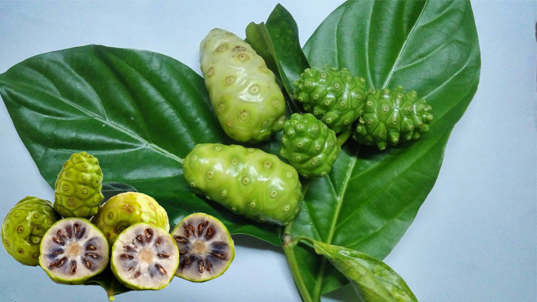 Tìm hiểu sơ qua quả nhàu