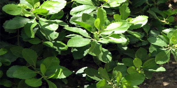 cây từ bi mọc ở đâu