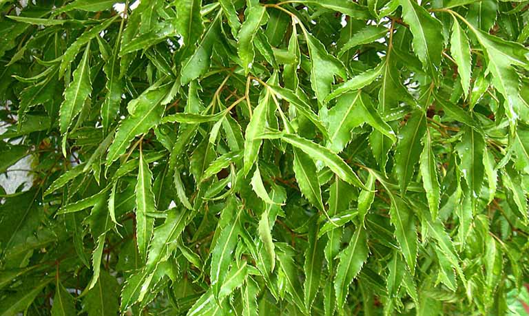 Cây từ bi chữa sỏi thận và đinh lăng