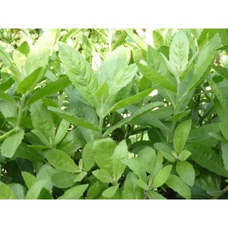 Mua Cây từ bi ở đâu