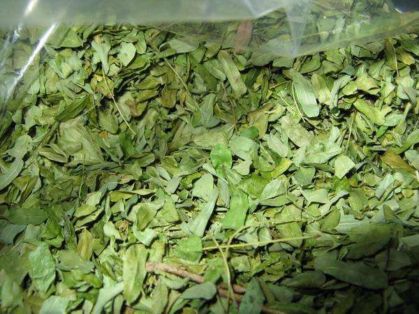 Uống trà cỏ ngọt có béo không