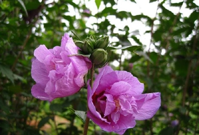 bài thuốc của Trà hoa phù dung