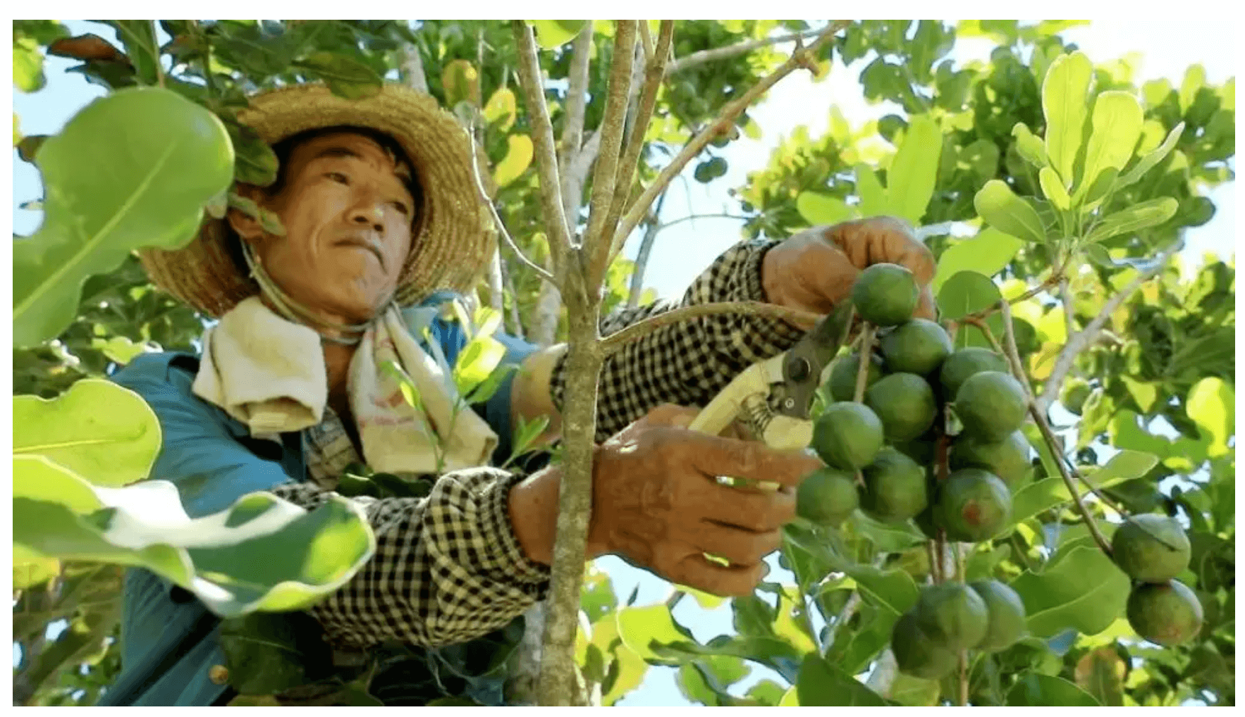 Trong Hạt Macca bao nhiêu Calo