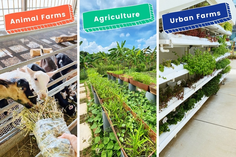 17 kid friendly farms to visit and farm tours in Singapore