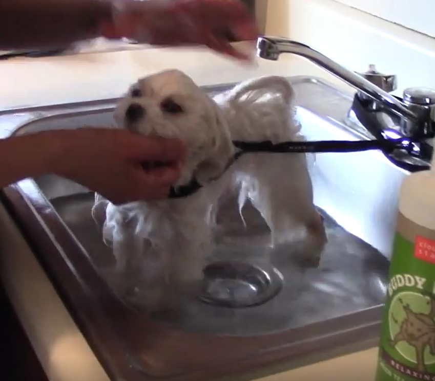 pawsh mobile grooming cape cod