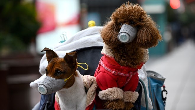 Tiny Toy Poodle and Jack Russel Terrier wearing masks for coronavirus